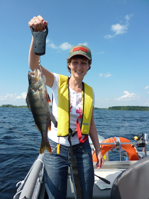 Perch fishing trips on Lake Saimaa from the Cottage Jokiniemi